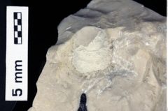 Foto (Detailansicht) von Munidopsidae indet. (NHMW-GEO-1990-0041-0504)